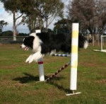 moireibh - M&acirc;le (8 mois)