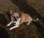 Nessus - Mâle (2 ans)