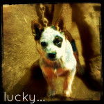 Lucky! - Mâle (8 mois)