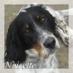 Noisette - (1 an)