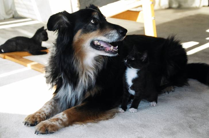 Puppy luv - Mâle (7 ans)