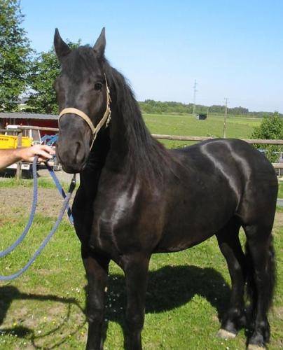 Fidel - Mâle (5 ans)