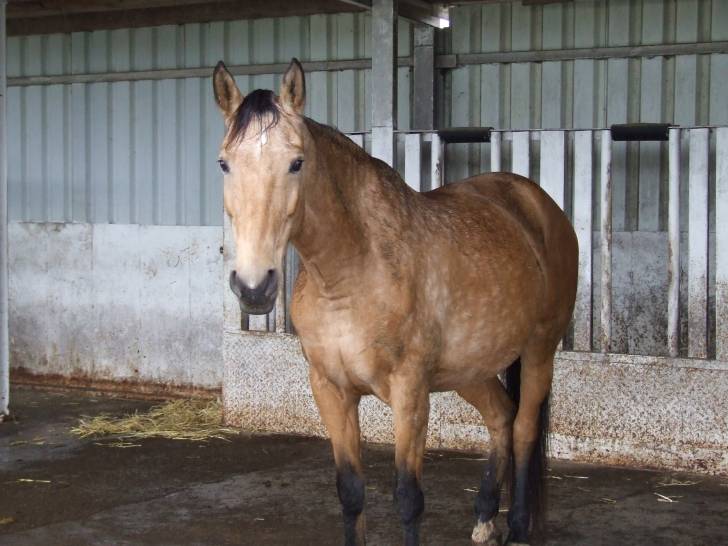 Amika Schatzi - (6 ans)