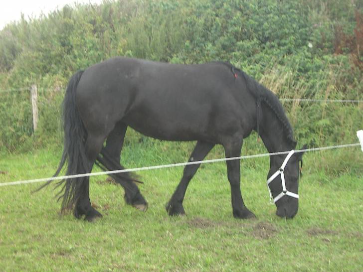 Cob - Mâle (6 ans)