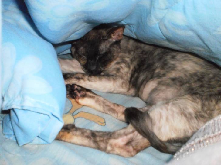Nefer-titi - (2 ans)