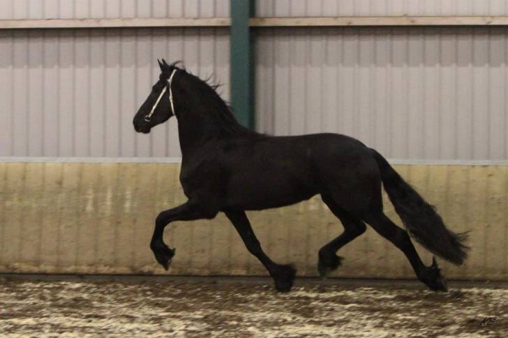 Nattens drottning - (6 ans)