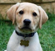 cute labrodor - Mâle (4 mois)