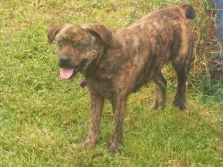 Susie - (4 ans)
