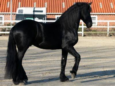 Goti - (2 ans)