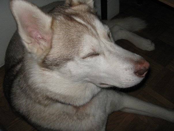 Vanille -
