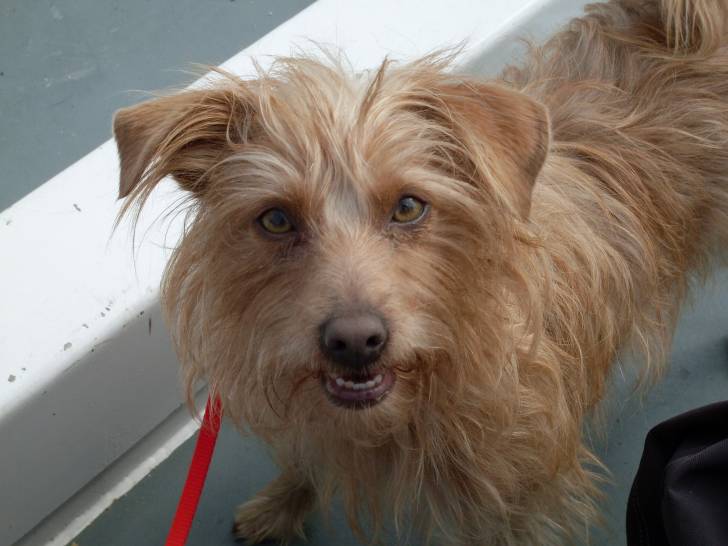 breizh - Mâle (4 ans)