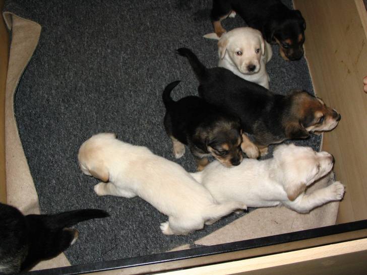 Beagle-Schäferhund-Golden Retriever Welpen - (2 mois)