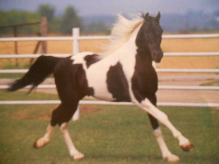 sir laurito - Mâle (6 ans)