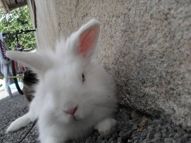 maxou - Mâle (1 an)