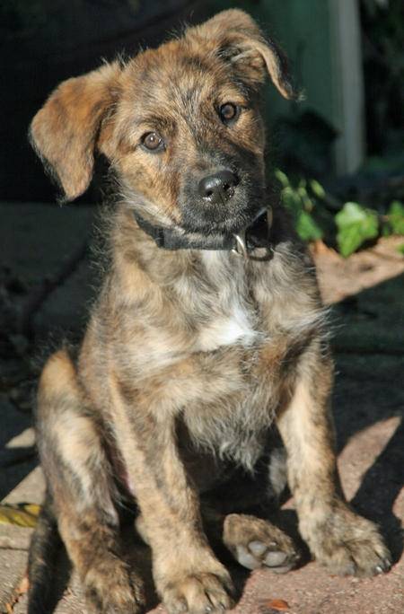 buster - Mâle (6 mois)