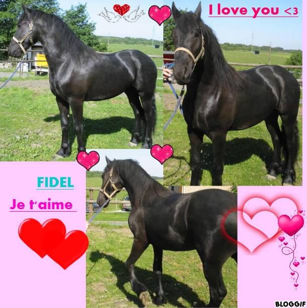 Fidel - Mâle (5 ans)