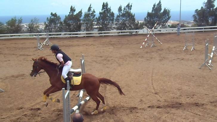 Golden - Mâle (9 ans)