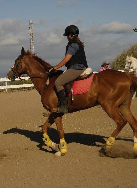 Golden - Mâle (9 ans)