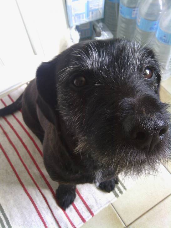 Jack (dit Papy-Chan) - Mâle (13 ans)