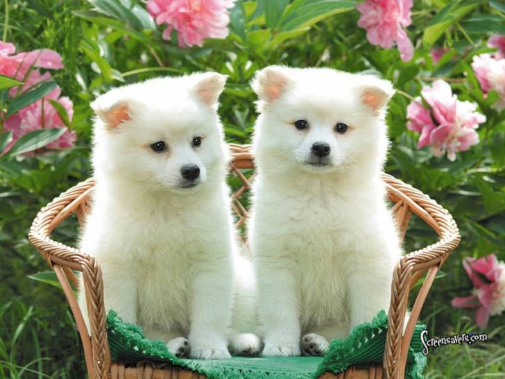 cutie - (2 mois)