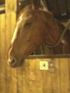 Violette - (5 ans)