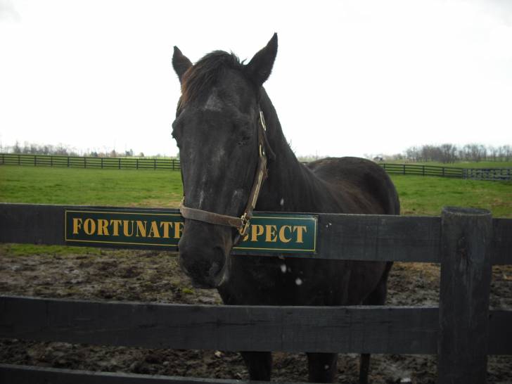 Fortunate Prospect - Mâle