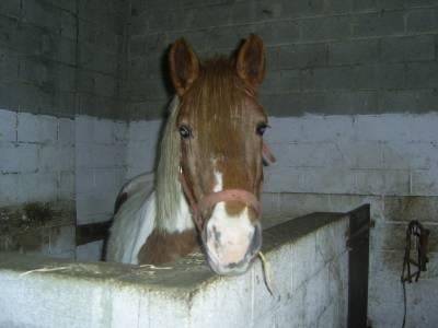 Youpis - Mâle (8 ans)