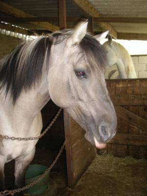 Lison - (6 ans)