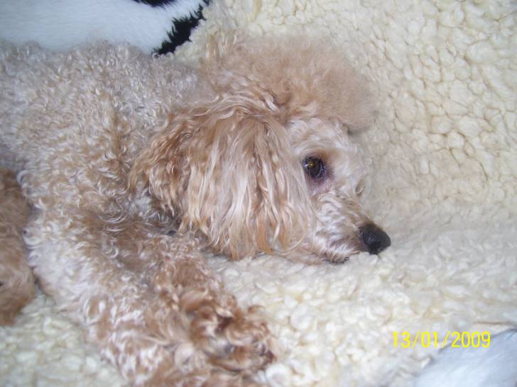 mimi - (1 mois)