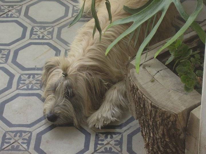Sasha - (7 ans)
