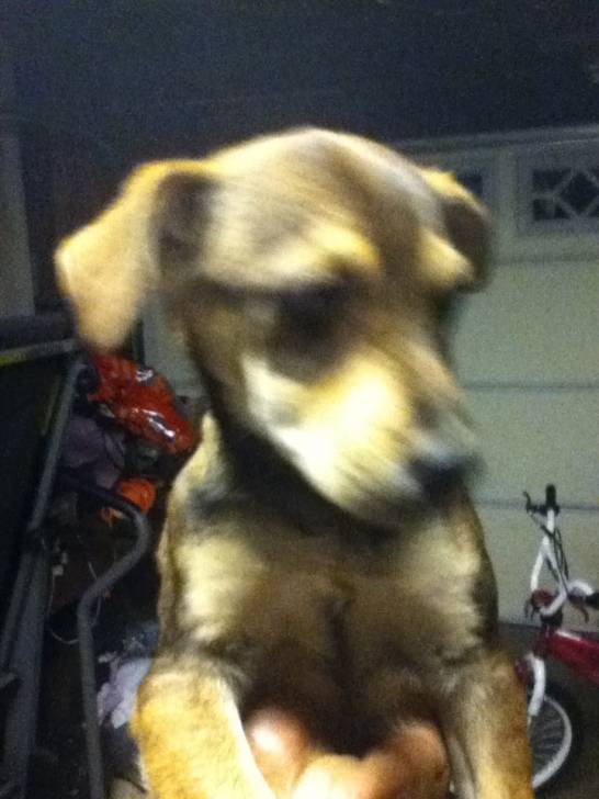 Coco - Mâle (7 mois)