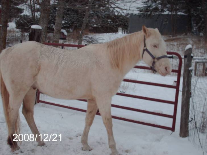 Diablo - Mâle (10 ans)
