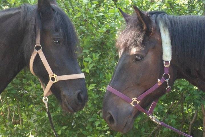 Tommy und Marlen - Mâle (9 ans)