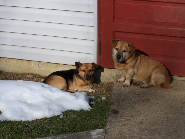 max and duke - Mâle