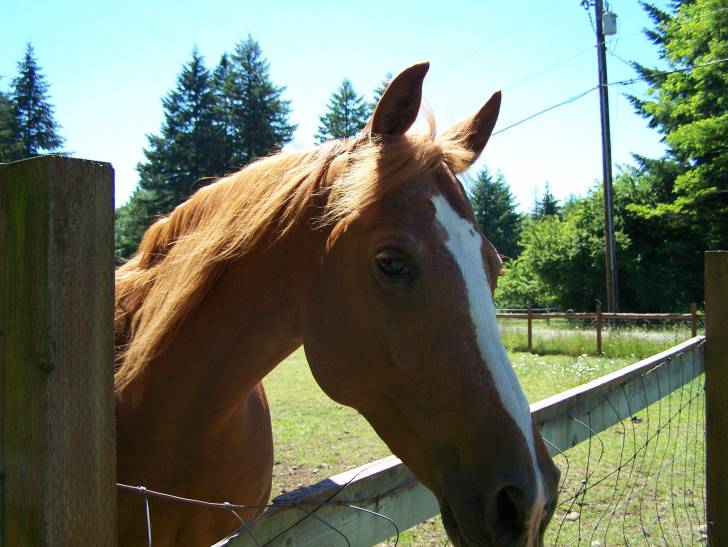 Mike - Mâle (8 ans)
