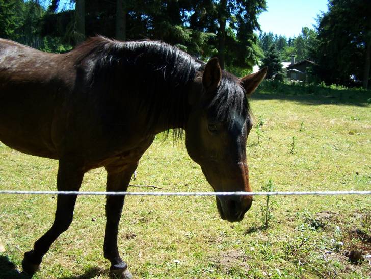 Bob - Mâle (6 ans)