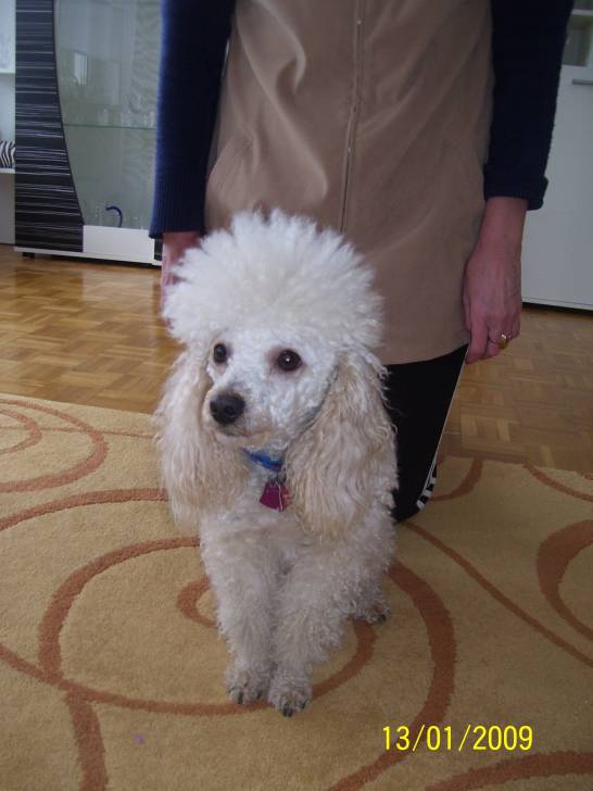 Tobi - Mâle (3 ans)