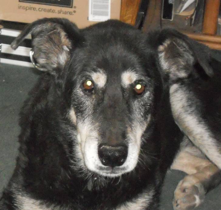 Charlie - (12 ans)