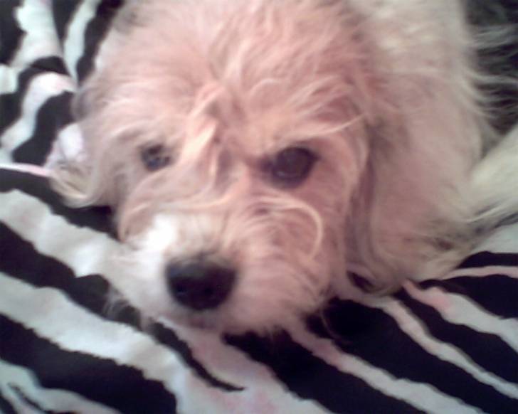Ellie - (10 ans)