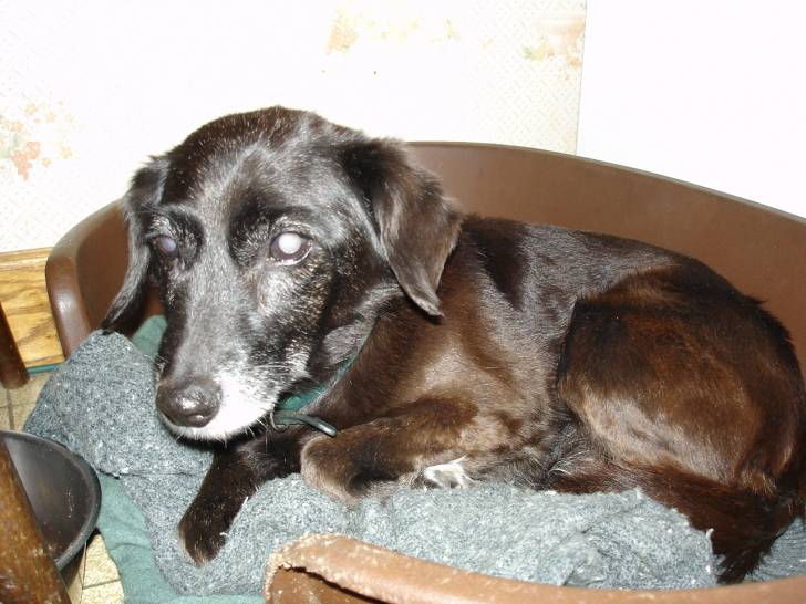 cookie - Femelle (18 ans)