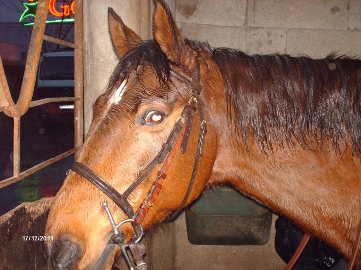 Hardy - Mâle (5 ans)