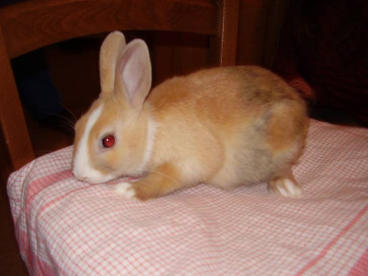 Dolly - Femelle (2 ans)