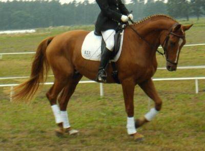 Adreter - (11 ans)
