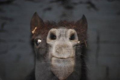 zorro - Mâle (10 ans)