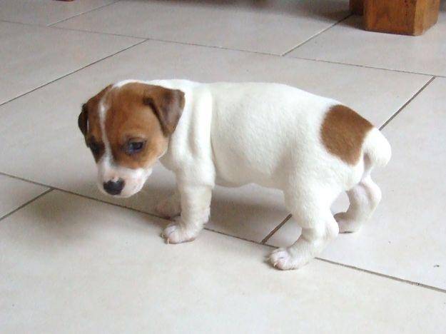 canel - (1 mois)