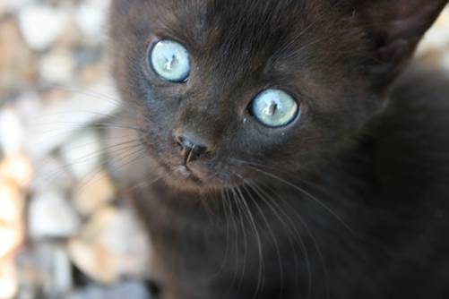 bleu - Mâle (6 mois)