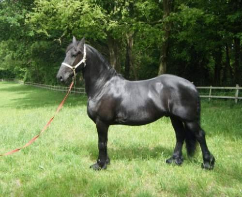 Jy - (3 ans)