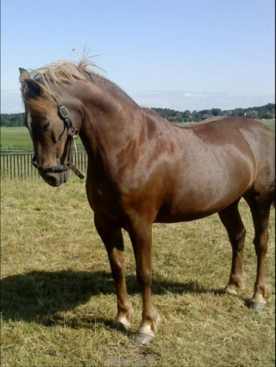 Wanda Ridy - (14 ans)