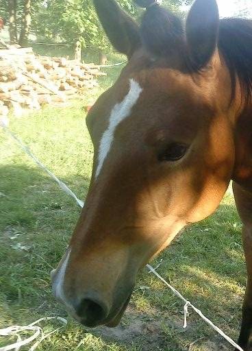 Cosmo`s Cleo Eclaire Chocofèh - (2 ans)