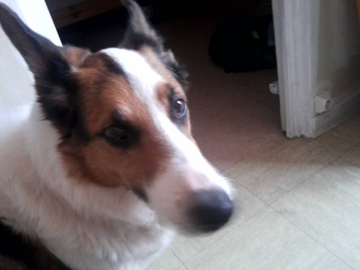 Sam - Mâle (12 ans)